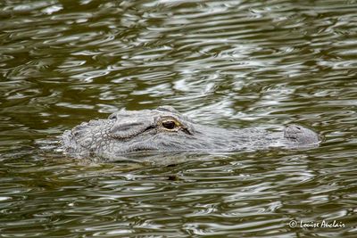 Alligator