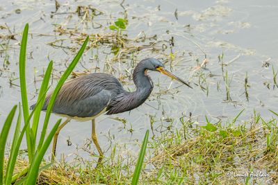 Aigrette tricolore - Tricolored Egret