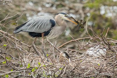 Grand hron  - Great Blue Heron