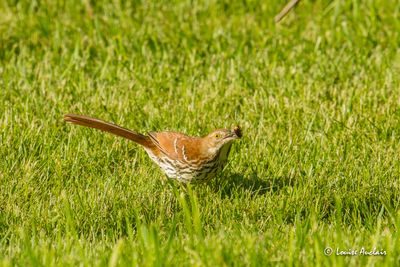 Moqueur roux -Brown thrashe