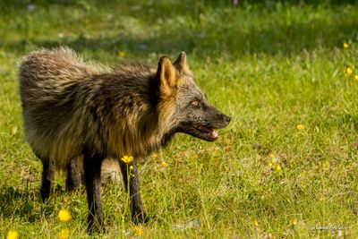 Renard argent