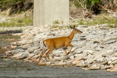 On traverse la rivière McDonald pendant que le renard dors