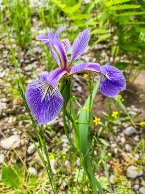 Iris versicolore