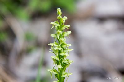 Platanthère du Nord