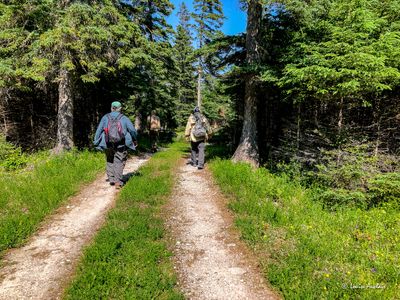 Sentier vers lpave du Wilcox