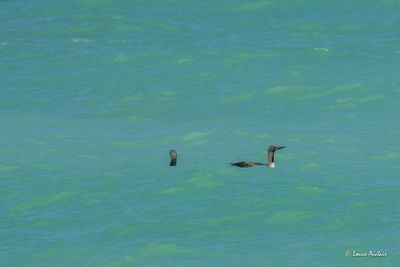 Plongeon catmarin