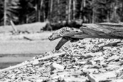 _MG_6433.jpg