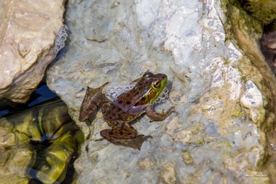 La Grenouille léopard est le seul batracien de l’île