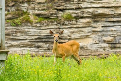Le cerf est le gardien de ce chalet abandonné