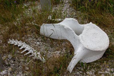 _MG_0546.jpg