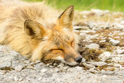 Renard roux