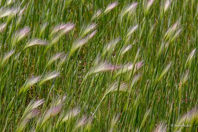 _MG_0595.jpg