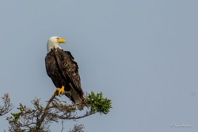 Le poids varie entre 3,5 et 4 kilos, la femelle est plus grosse comme chez tous les rapaces