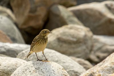 Pipit d'Amrique