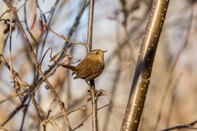 Troglodyte des forts - Winter Wren