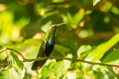 Colibri falle-vert