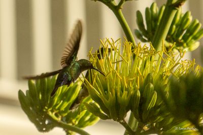 Colibri falle-vert