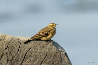 Pipit d'Amrique