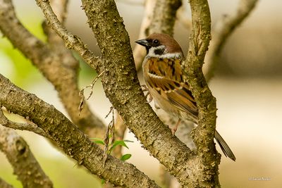 Moineau friquet
