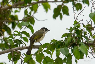Bulbul de Chine