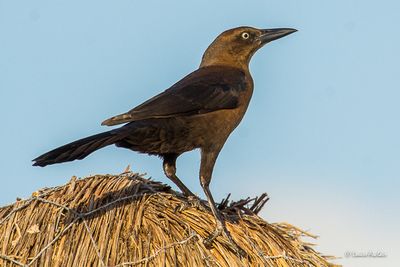 Cancun, Mexique
