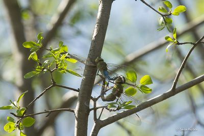 Amphibien-tortue-papillon - insecte