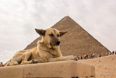 Le gardien des pyramides de Gizeh