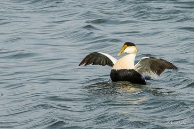 Oies - Canards