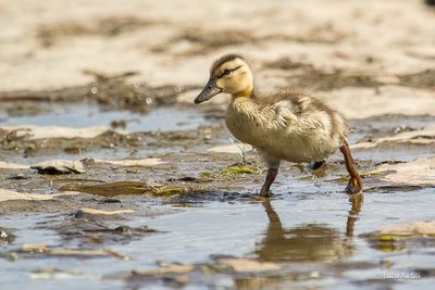 Canard colvert caneton