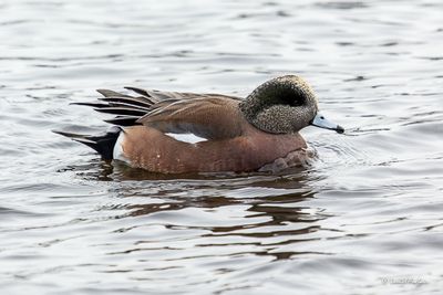 Canard d'Amérique