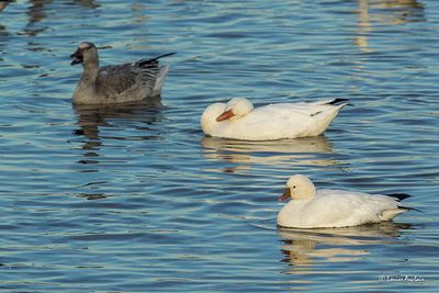 Oies - Canards
