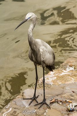 Aigrette à gorge blanche