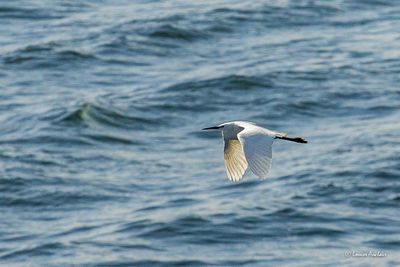 Aigrette Garzette