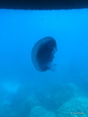 IMG_6226.jpg