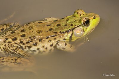 Amphibien-tortue-papillon - insecte
