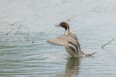 Oies - Canards