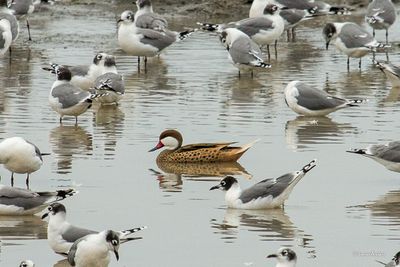 Canard des Bahamas -  White-cheeked Pintail