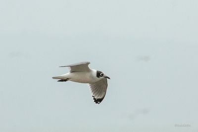 Mouette de Franklin- Franklin's Gull