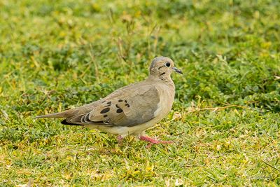 Tourterelle oreillarde - Eared Dove
