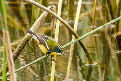 Tyranneau omnicolore - Many-colored Rush Tyrant