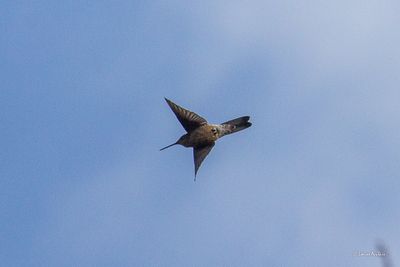 Colibri gant - Giant Hummingbird