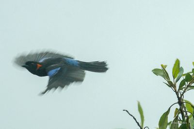 Tangara  ventre rouge - Scarlet-bellied mountain Tanager