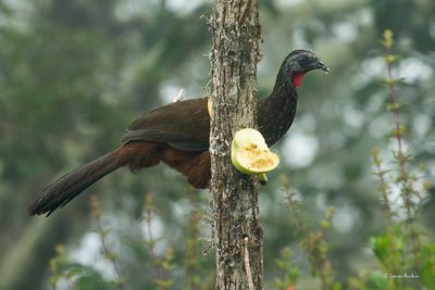 Pnlope des Andes - Andean Guan