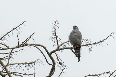 Milan bleuàtre - Plumbeous kite