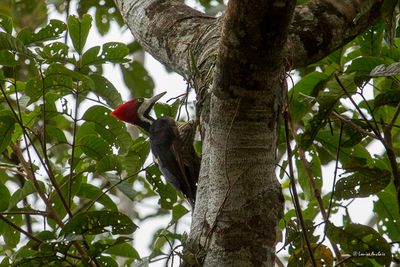 Pic de Malherbe - Crimson-crested Woodpecker femelle