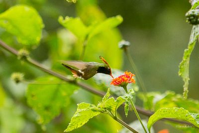 Coquette de Delattre- Rufous-crested Coquette
