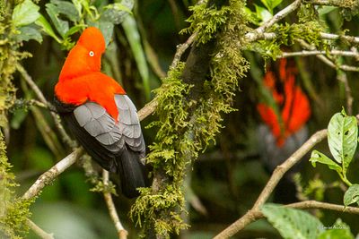 Coq-de-roche péruvien - Andean Cock-of-the-rock