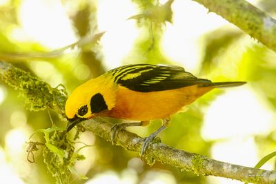 Calliste doré - Golden Tanager