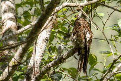 Ibijau des Andes - Andean Potoo