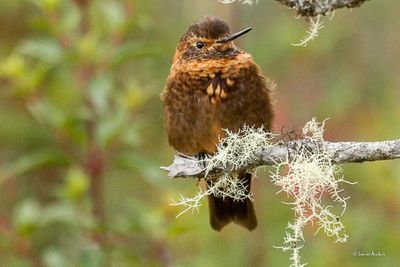 Colibri étincelant - Shining sunbeam